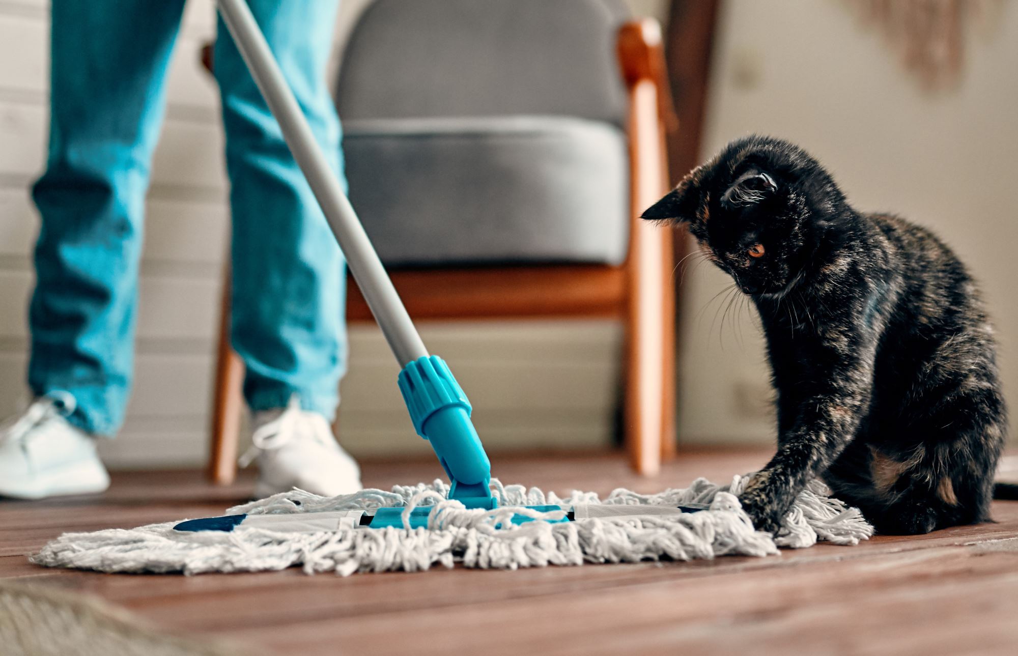 Pawfectly Clean Tips for Keeping a Clean Home with Pets The Pet