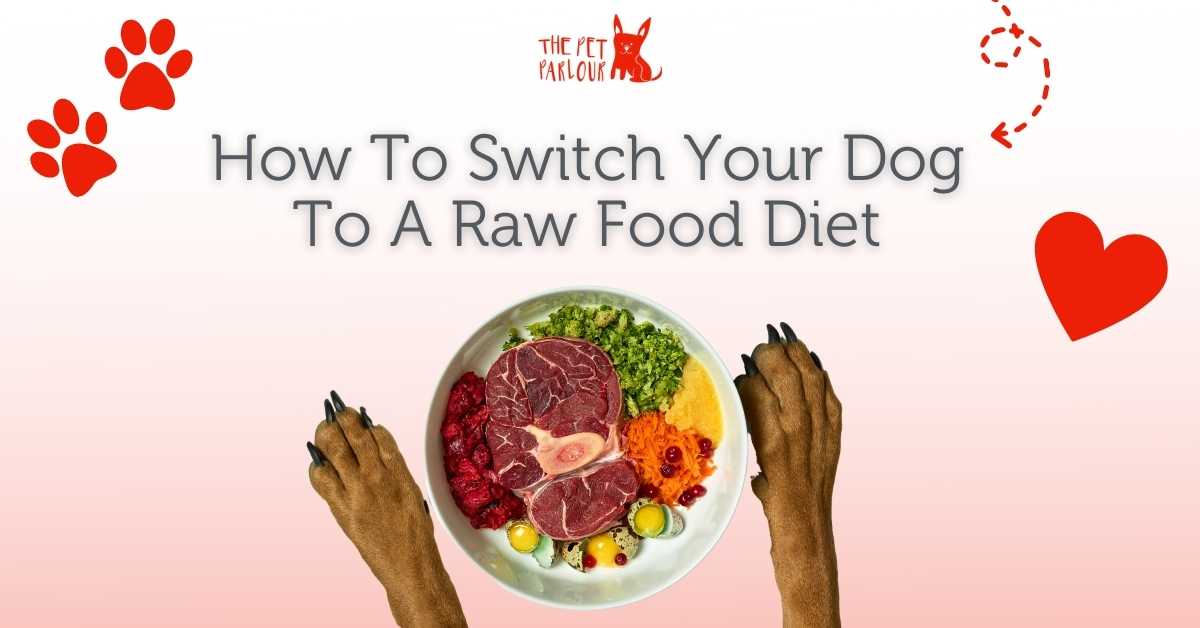 How To Transition To Raw Dog Food