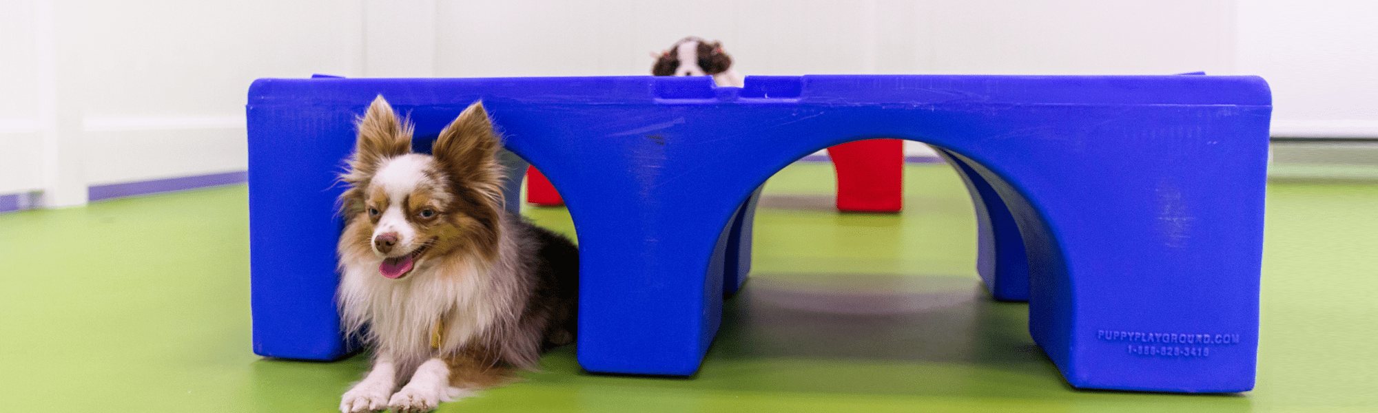 Contact Us The Pet Patrol Dog Hotel