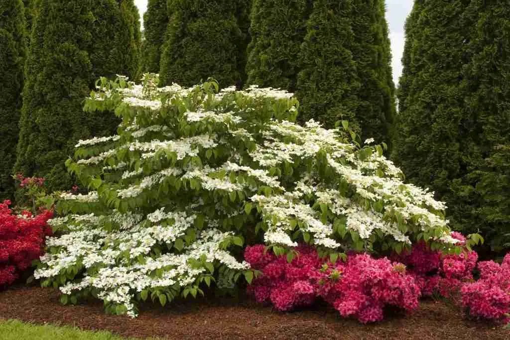 10 Best Garden Plants For Pet Memorial