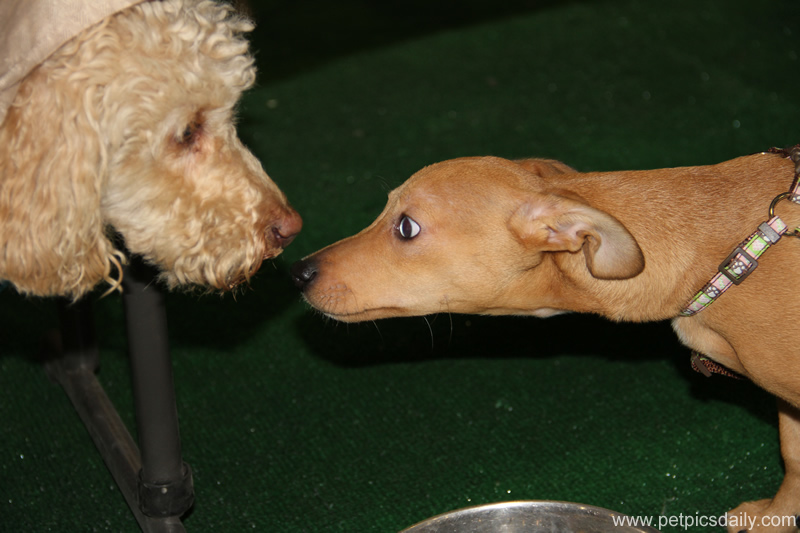 Behavior of Small Dogs vs Large Dogs Pet Pics Daily