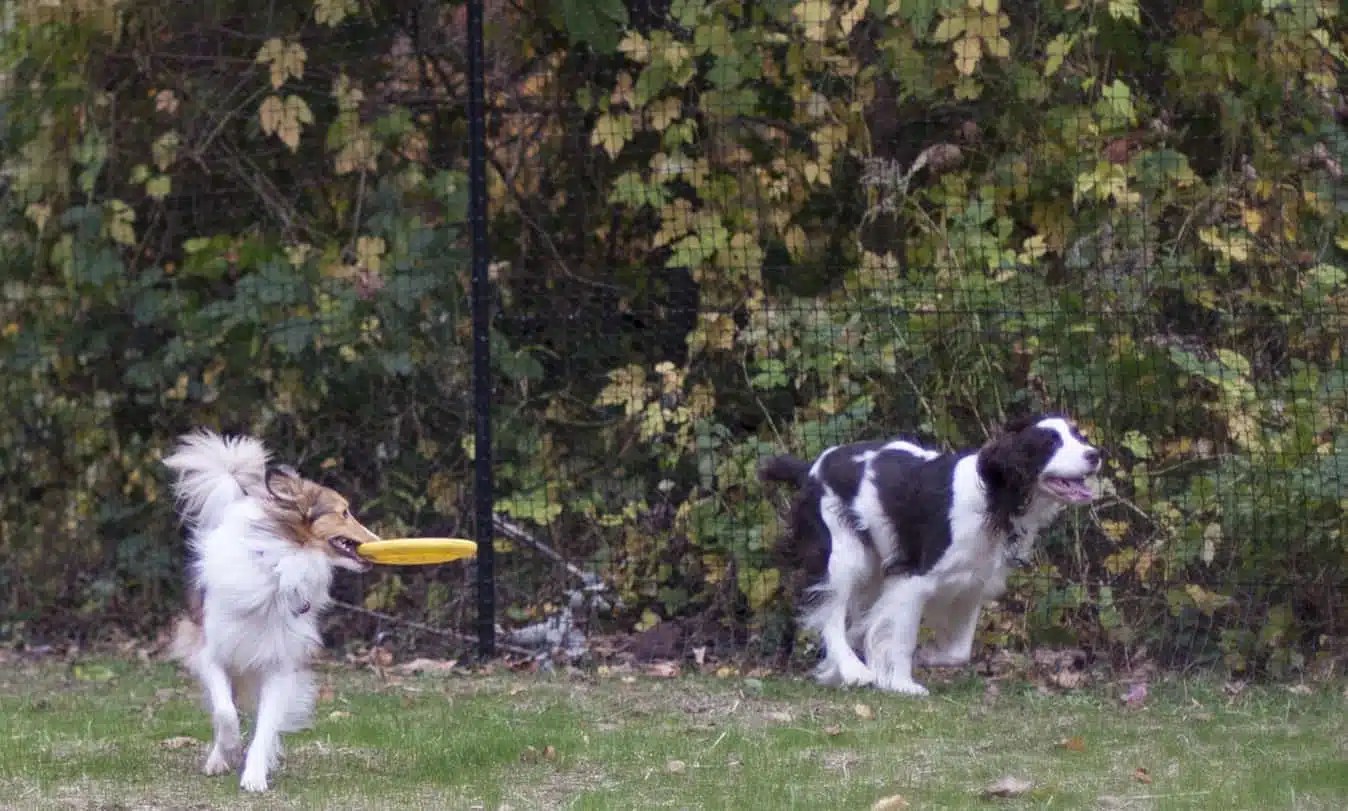 10 Problems with Underground Dog Fencing Expert Solutions