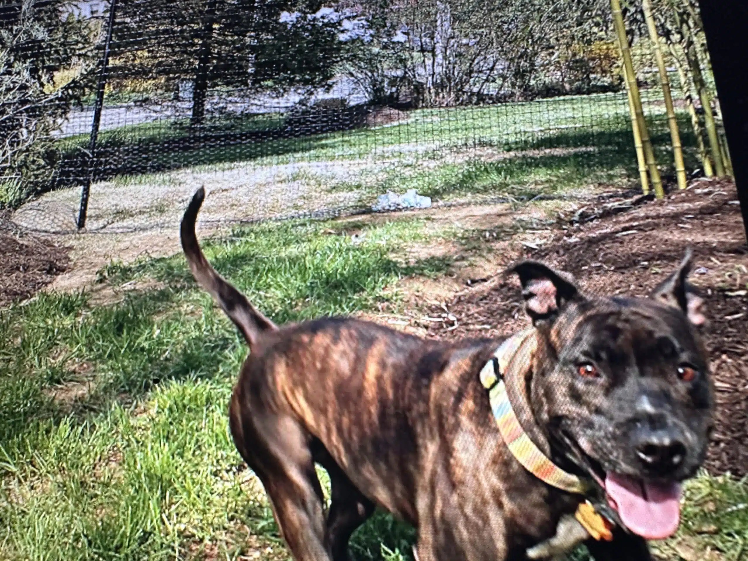 Secure DIY NonElectric Dog Fence Systems