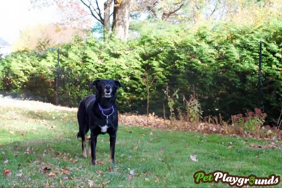 Secure DIY NonElectric Dog Fence Systems