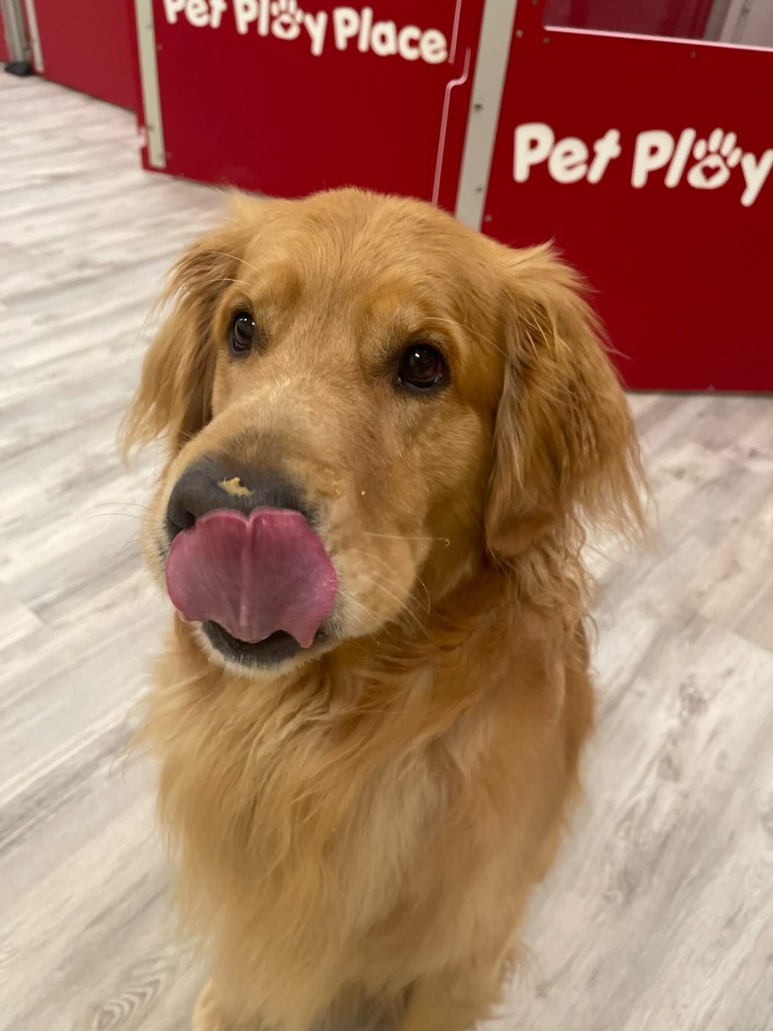 Gallery Pet Play Place LLC