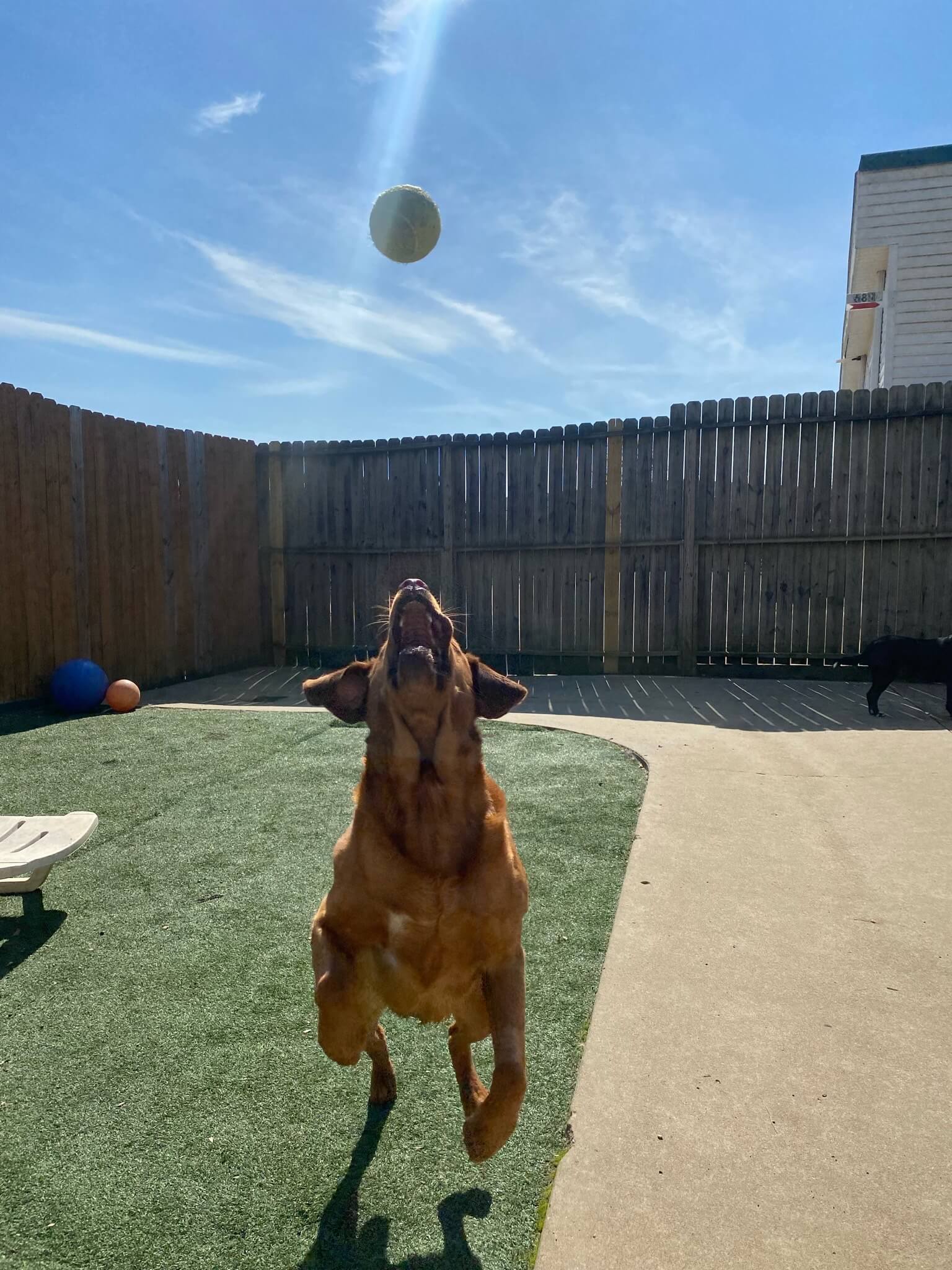 Gallery Pet Play Place LLC