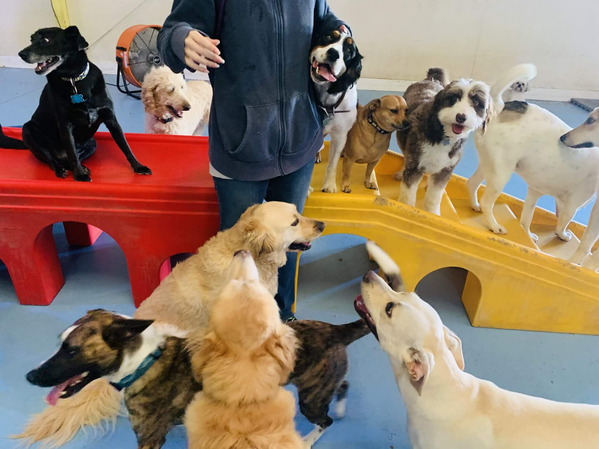 Gallery Pet Play Place LLC