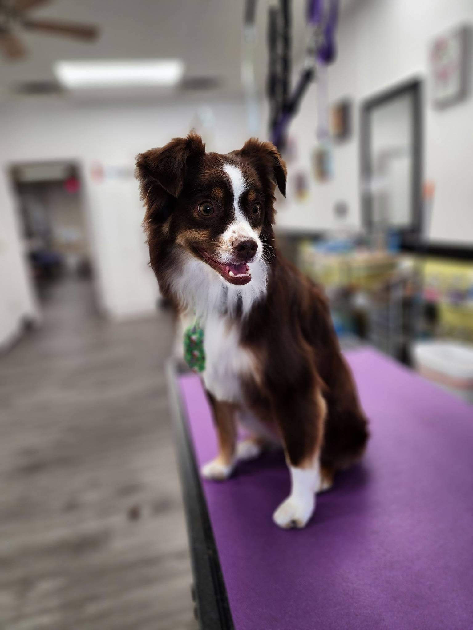 Gallery Pet Play Place LLC