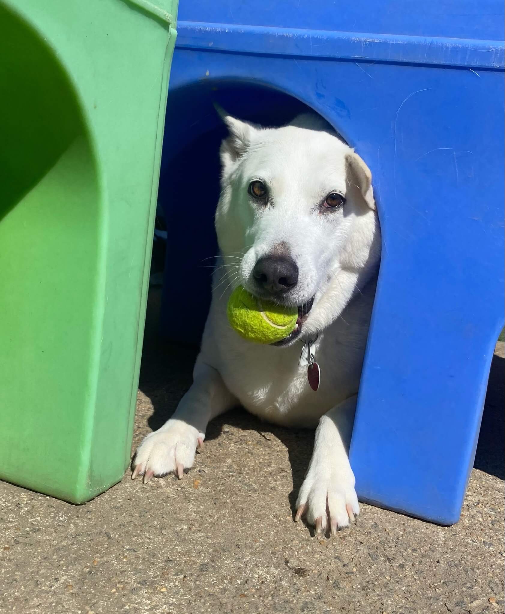 Gallery Pet Play Place LLC