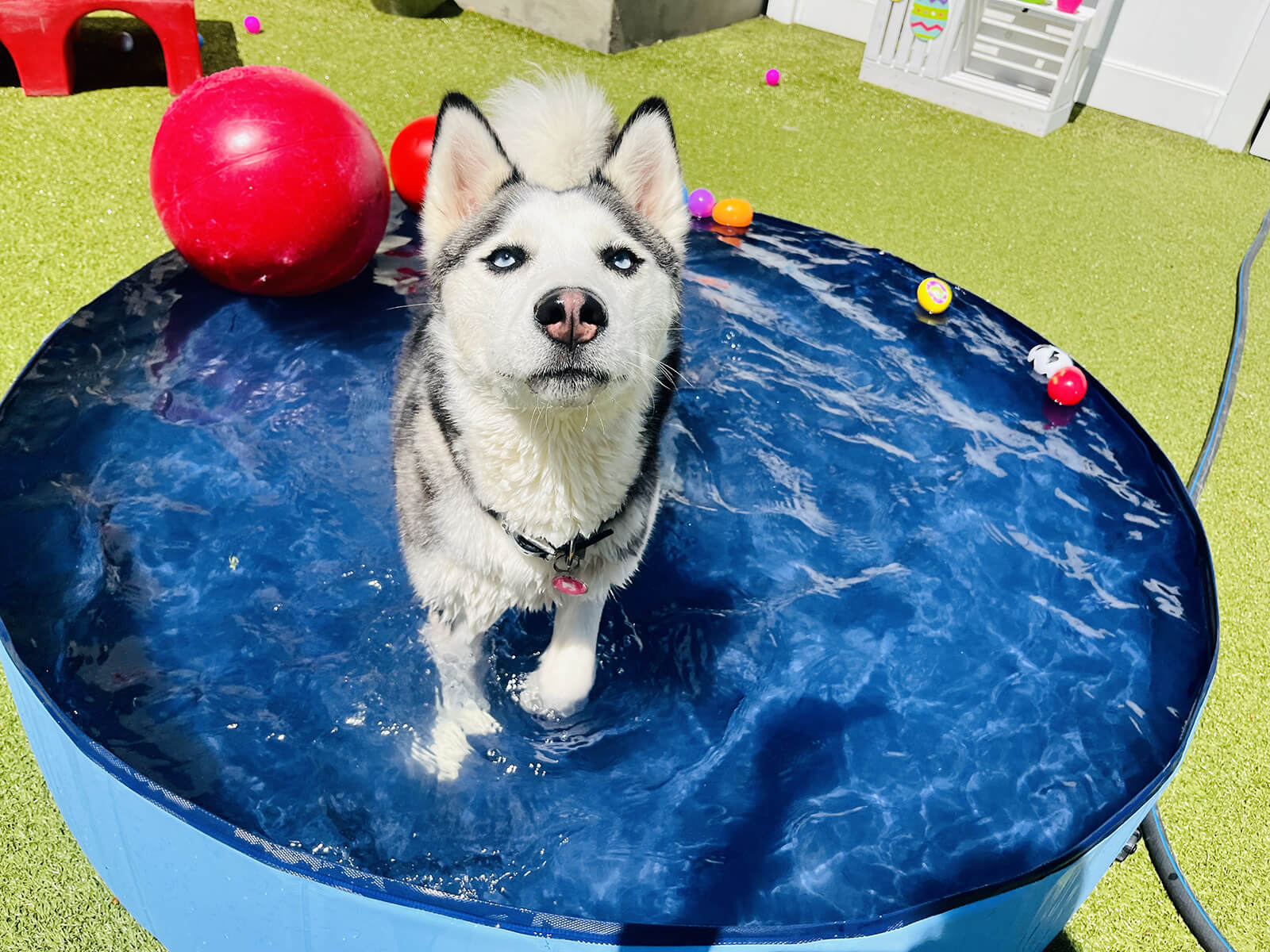 Gallery Pet Play Place LLC