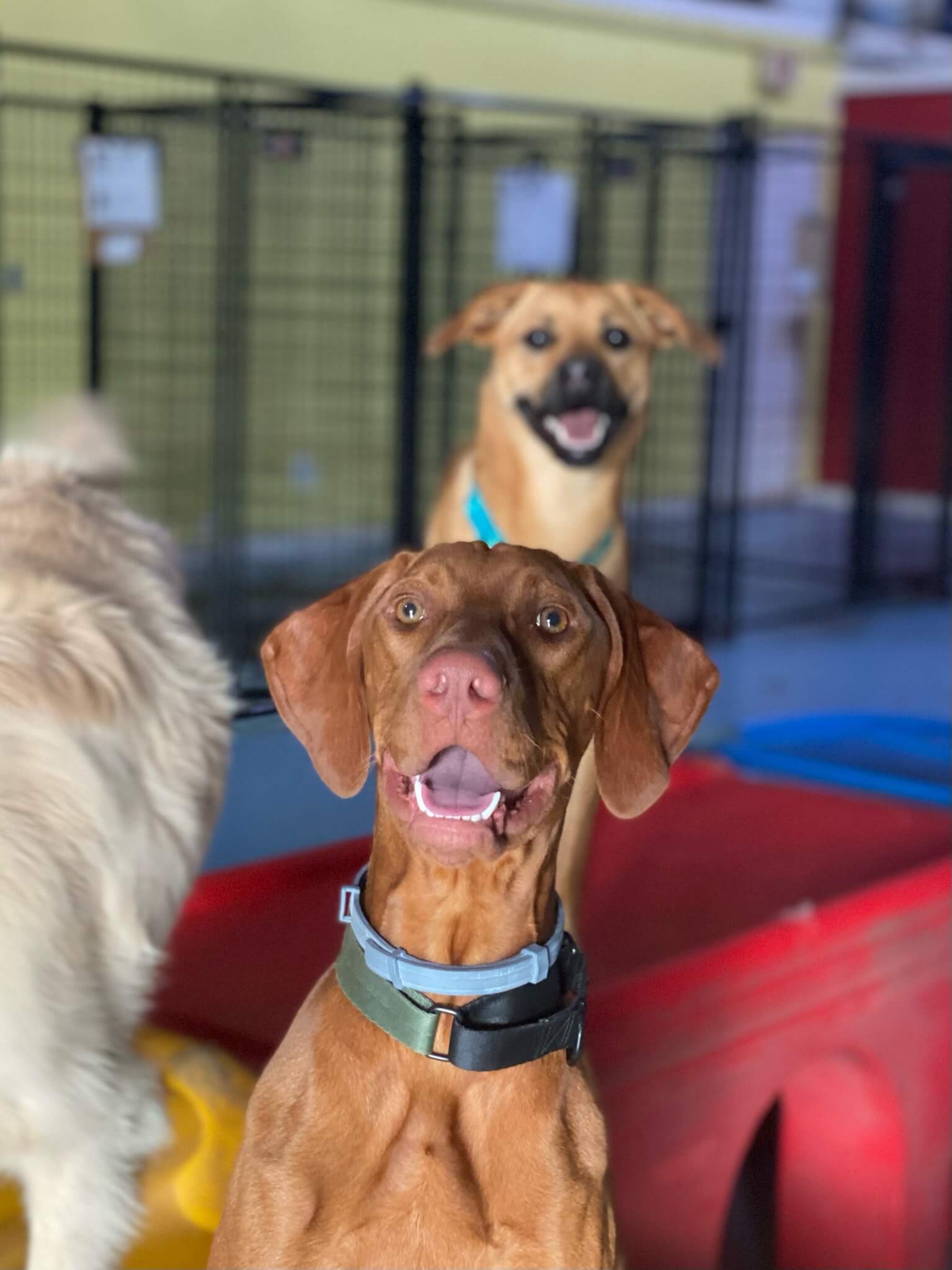 Gallery Pet Play Place LLC