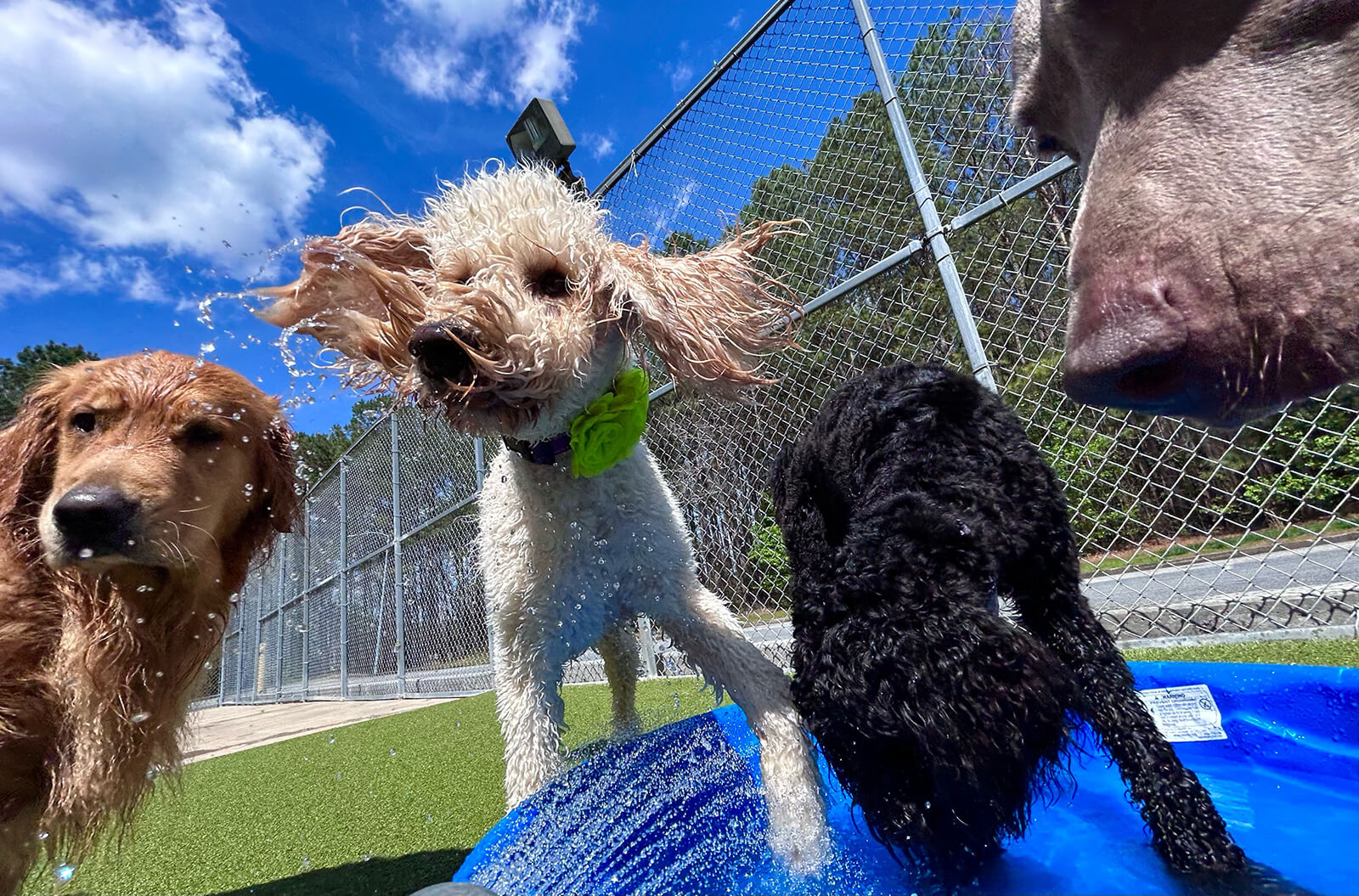 Gallery Pet Play Place LLC