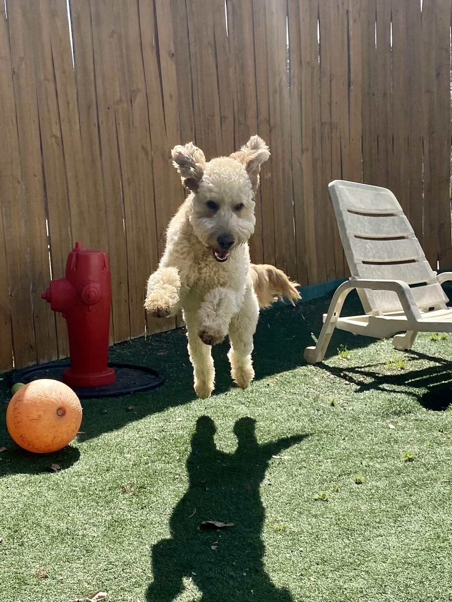 Gallery Pet Play Place LLC