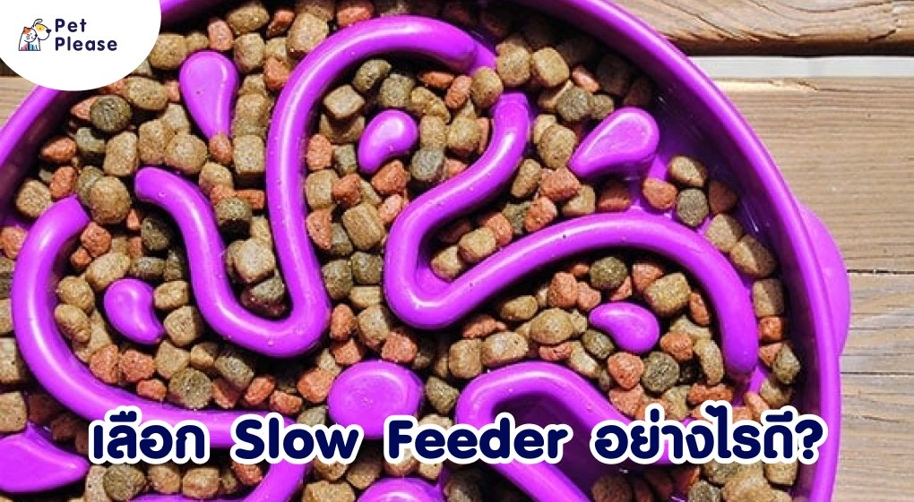 Slow Feeder ชามป้อนช้า ดีต่อน้องหมาน้องแมวอย่างไร