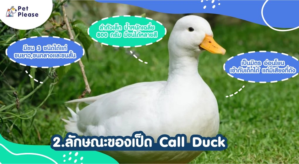 ทำความรู้จัก Call Duck เป็ดไซส์มินิสุดน่ารัก