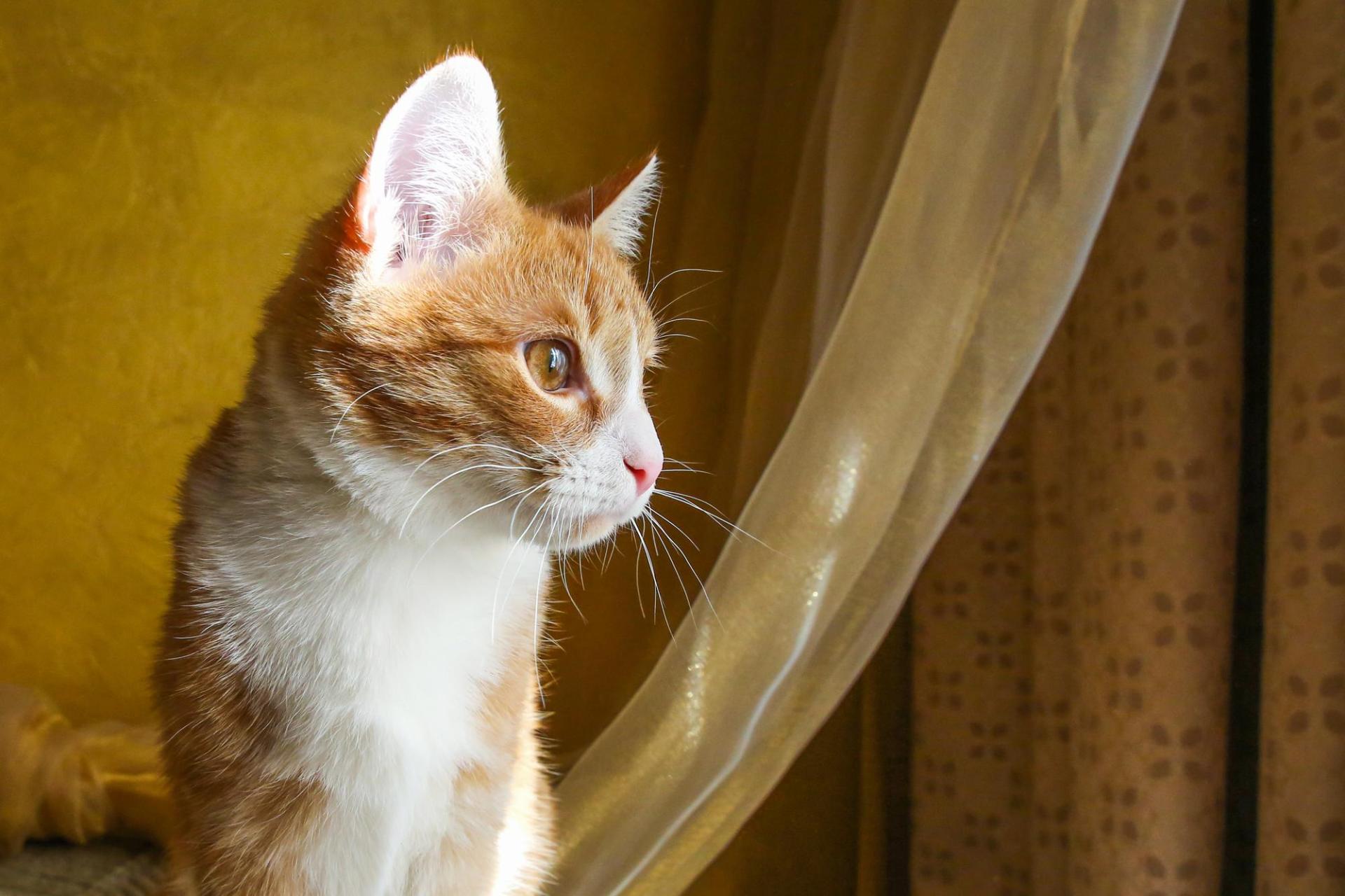 Veterinarian In Buckeye Lake, OH 43008 Petplex Animal Hospital