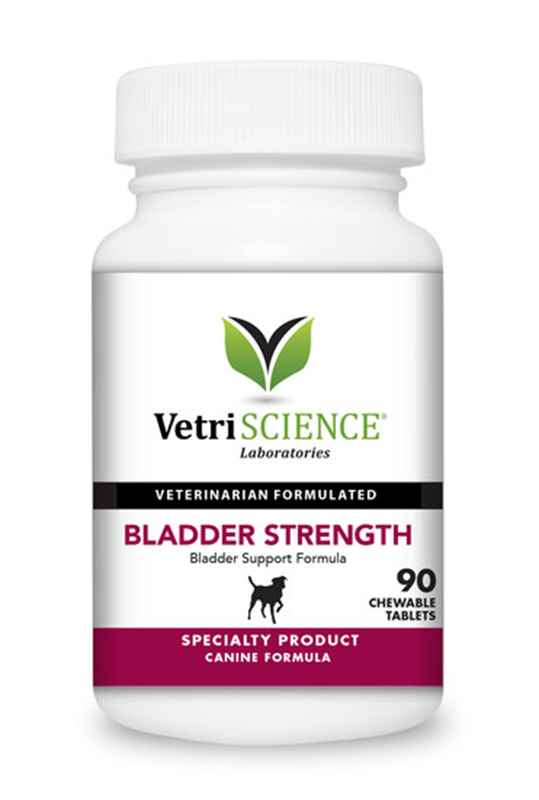 Treatments for Your Aging Dog's Weakened Bladder
