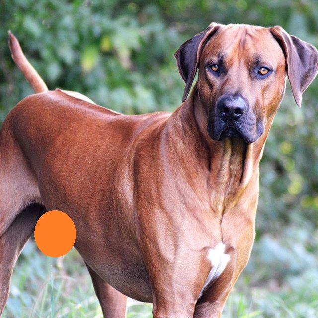 14 Cool Facts About Rhodesian Ridgebacks Page 2 of 3 PetPress