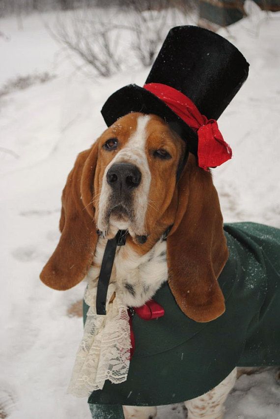 14 Trendy Basset Hound Halloween Costumes PetPress