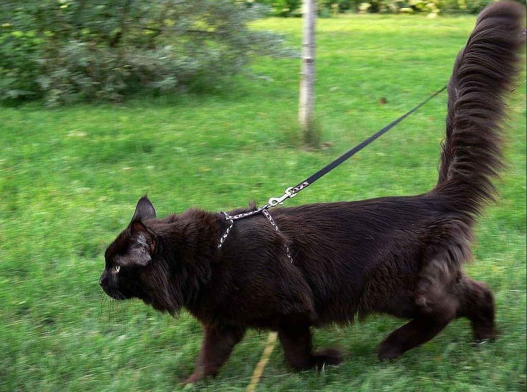 14 Big Facts About Huge Maine Coon Cats Page 3 of 3 PetPress