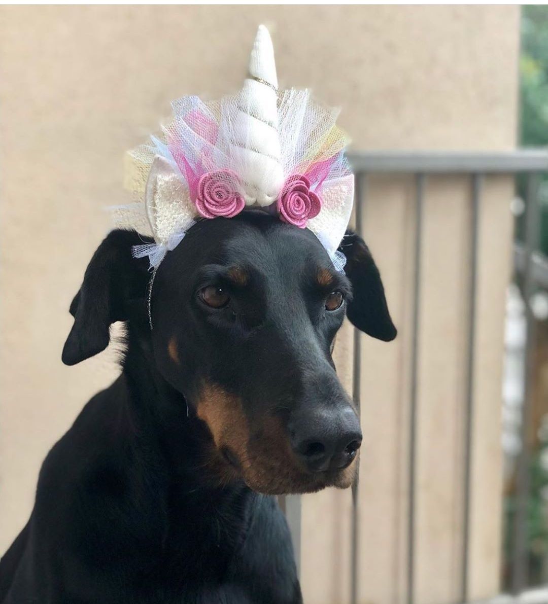 14 Funny Doberman Pinschers That Will Make Your Day
