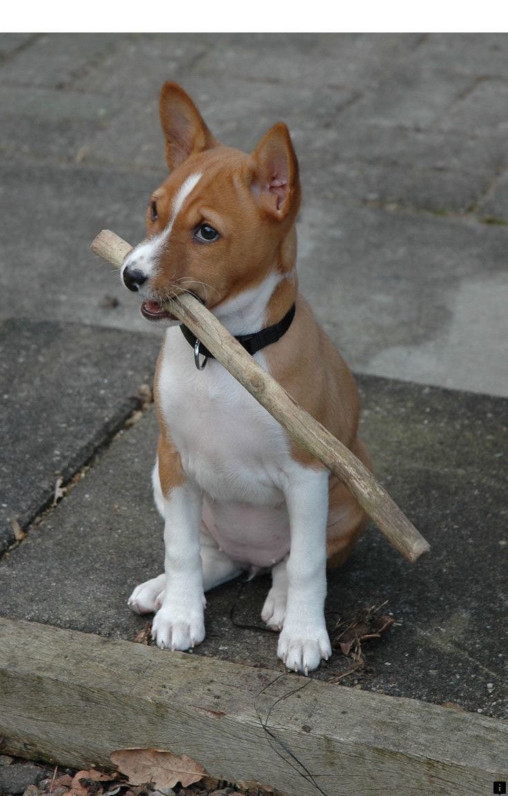 15 Things Only Basenji Owners Would Understand Page 2 of