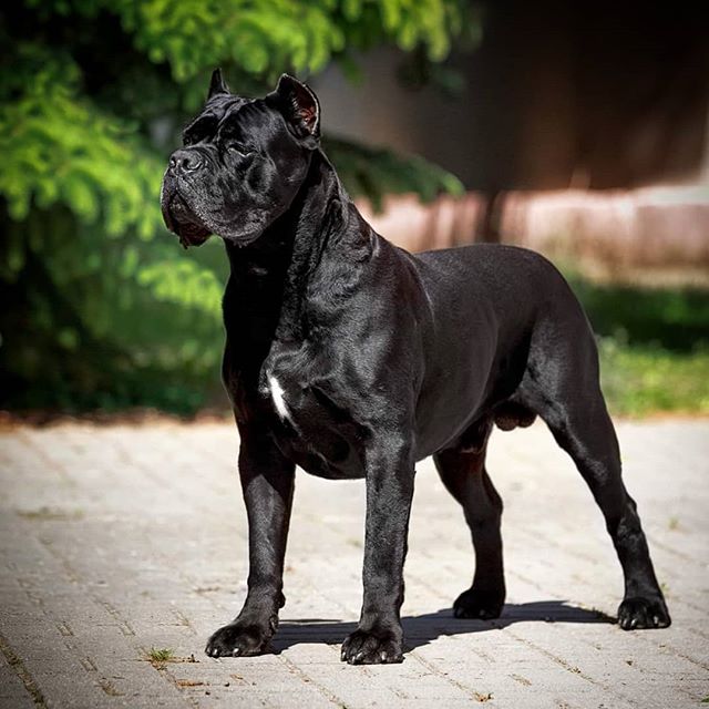 15 Amazing Facts About Cane Corso PetPress