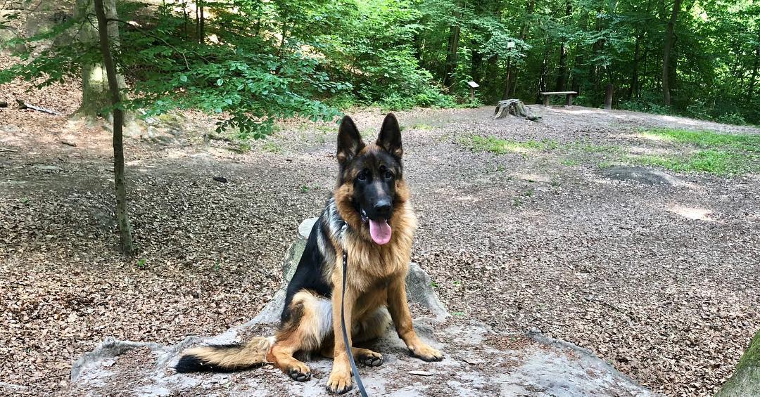 14 Amazing Facts That All German Shepherd Lovers Must Know Page 2 of