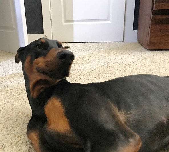 14 Funny Doberman Memes That Will Make Your Day! Page 3 of 3 PetPress