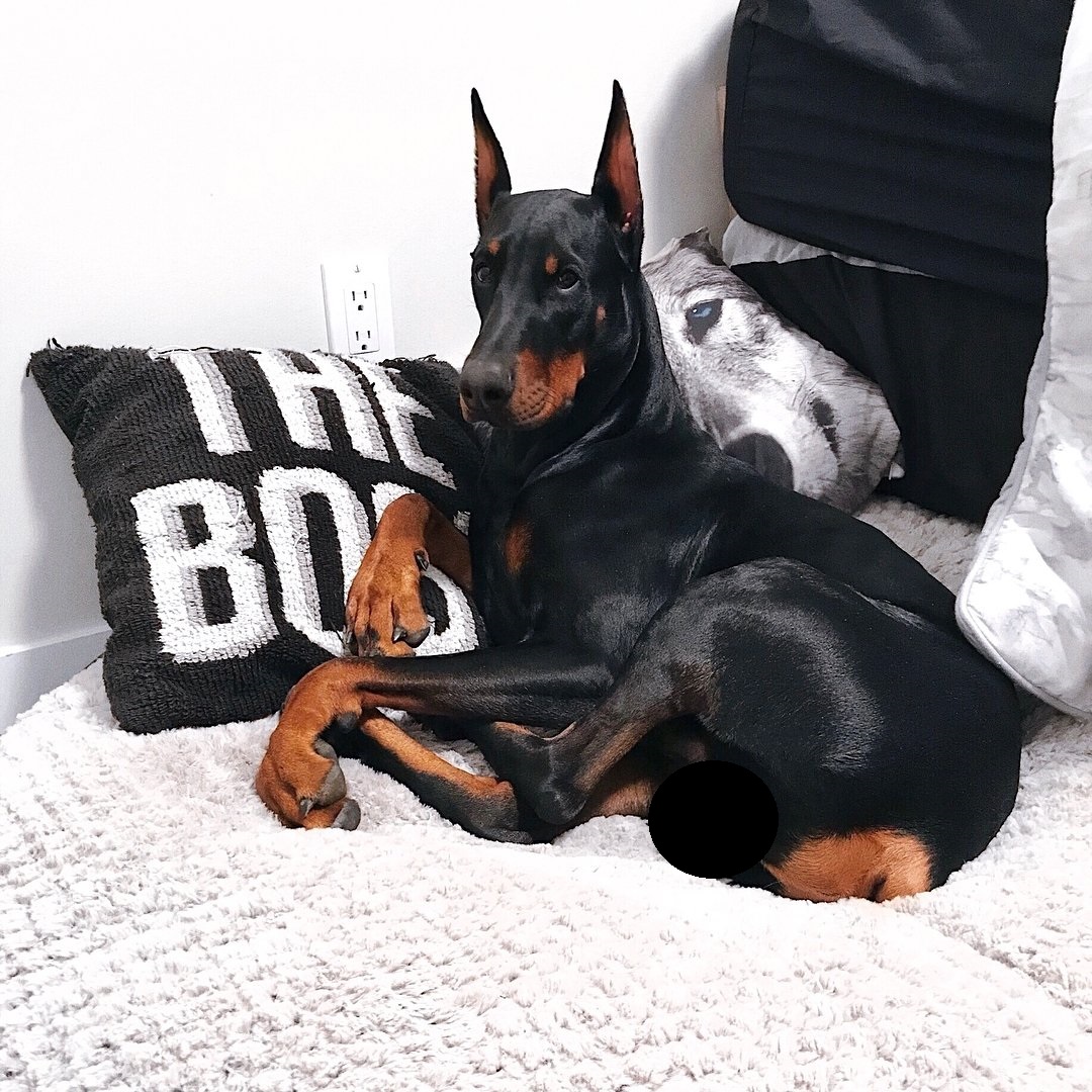 15 Things You Need To Know About Doberman Pinschers Page 3 of 3 PetPress