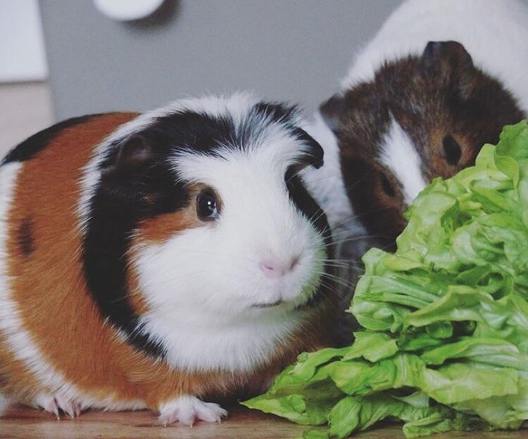Best Male Guinea Pig Names 300 Great Ideas For Naming Boy Guinea Pigs