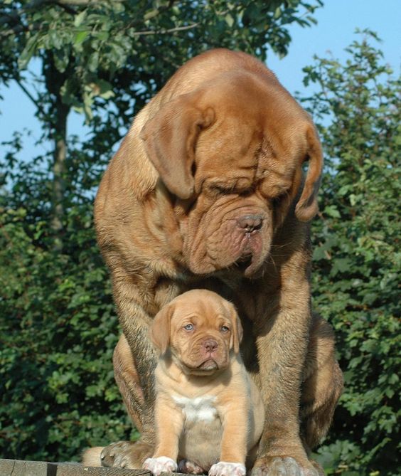15 Amazing Facts About Mastiffs For Those Who Are Going To Adopt The