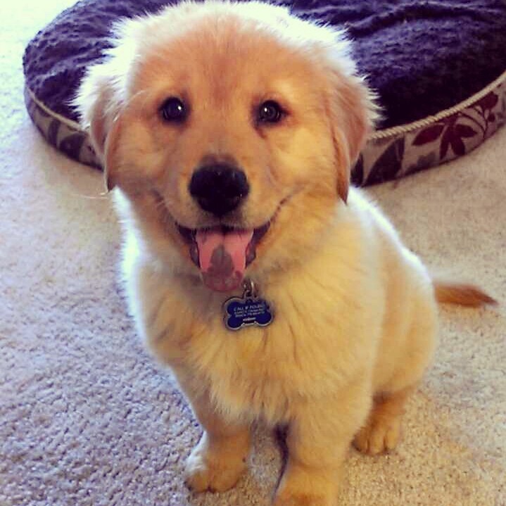 Golden Chow Retriever (Golden Retriever x Chow Chow mix) PetPress