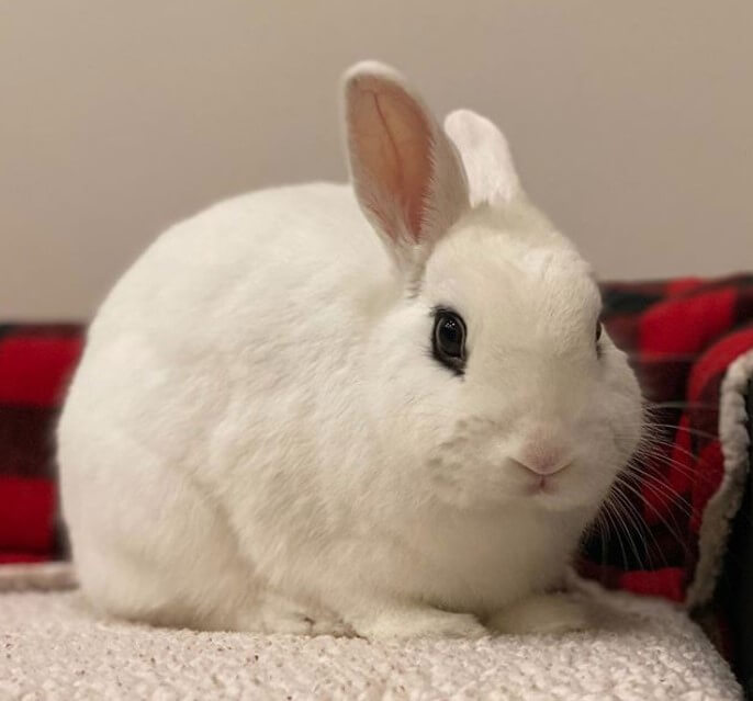 Rabbit Names The 700 Most Popular Male and Female Bunny