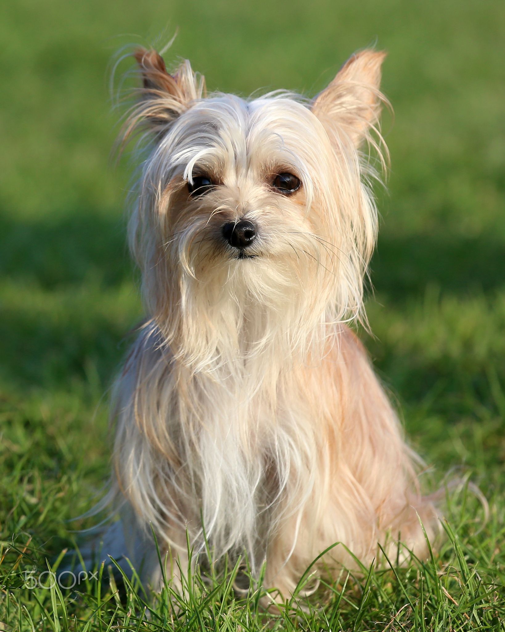 21 Chinese Crested Mix Breeds The Popular and Adorable Hybrid Dogs