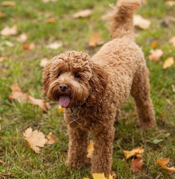 15 Pros And Cons Of Labradoodles PetPress