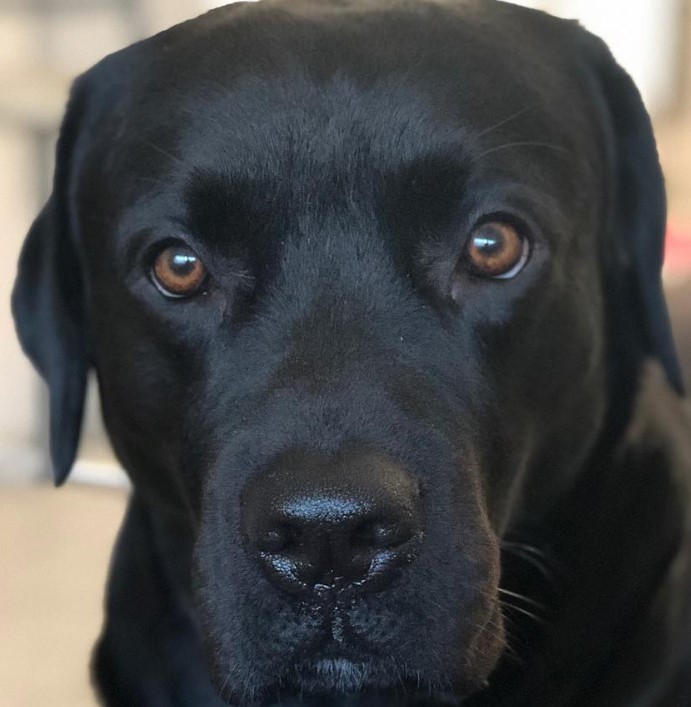 6 Cane Corso Italiano Mix Breeds The Popular and