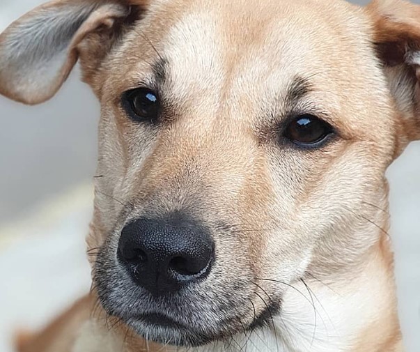 7 Basenji Mix Breeds The Popular and Adorable Hybrid