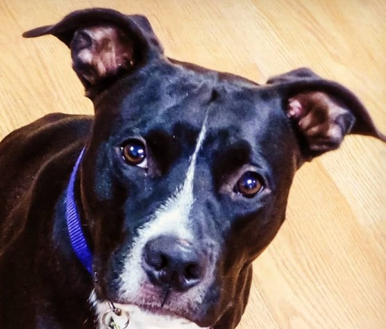 38 American Pit Bull Terrier Mix Breeds The Popular and