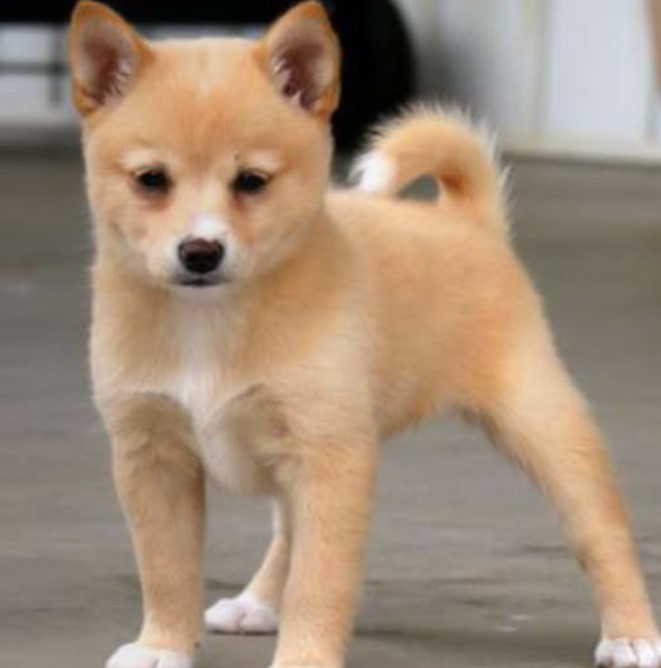 18 Shiba Inu Mix Breeds The Popular and Adorable Hybrid