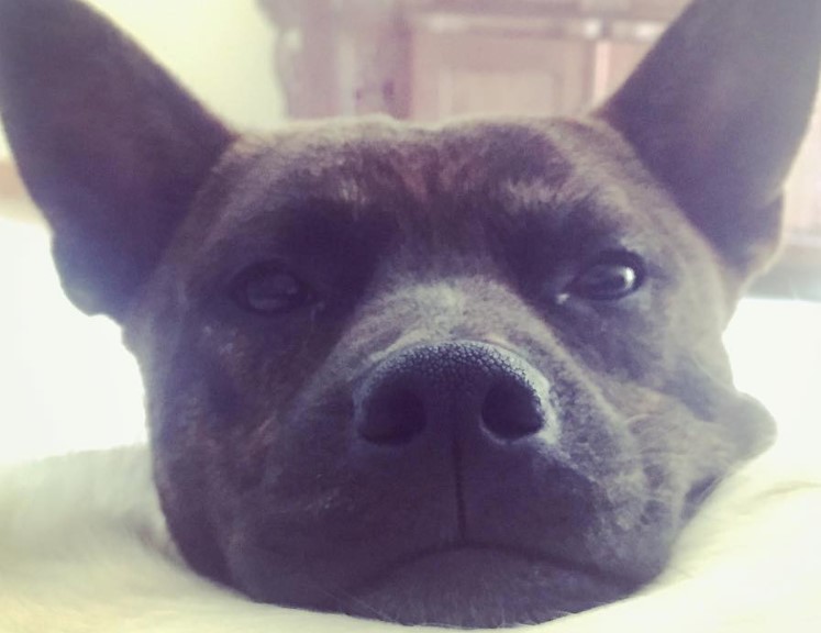 46 Of The Cutest And Funniest Boston Terrier Mixes PetPress