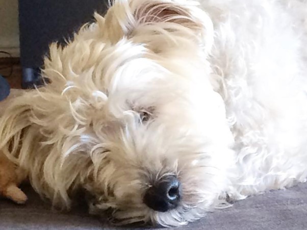 WeeChon (West Highland White Terrier x Bichon Frise mix) PetPress