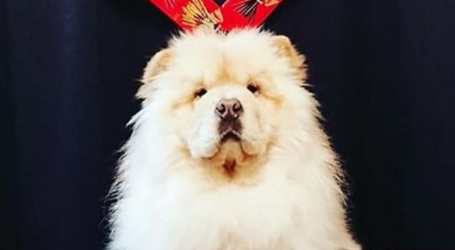 The 110+ Best Chinese Dog Names with Meanings PetPress