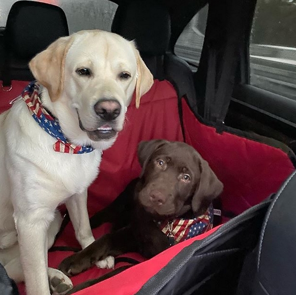 140 Awesome Country Western Dog Names for Female Dogs