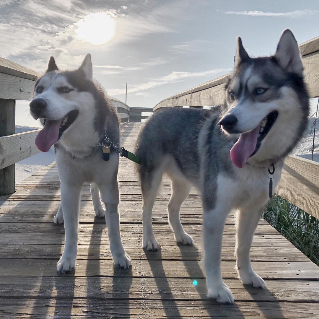 14 Amazing Facts About Huskies PetPress