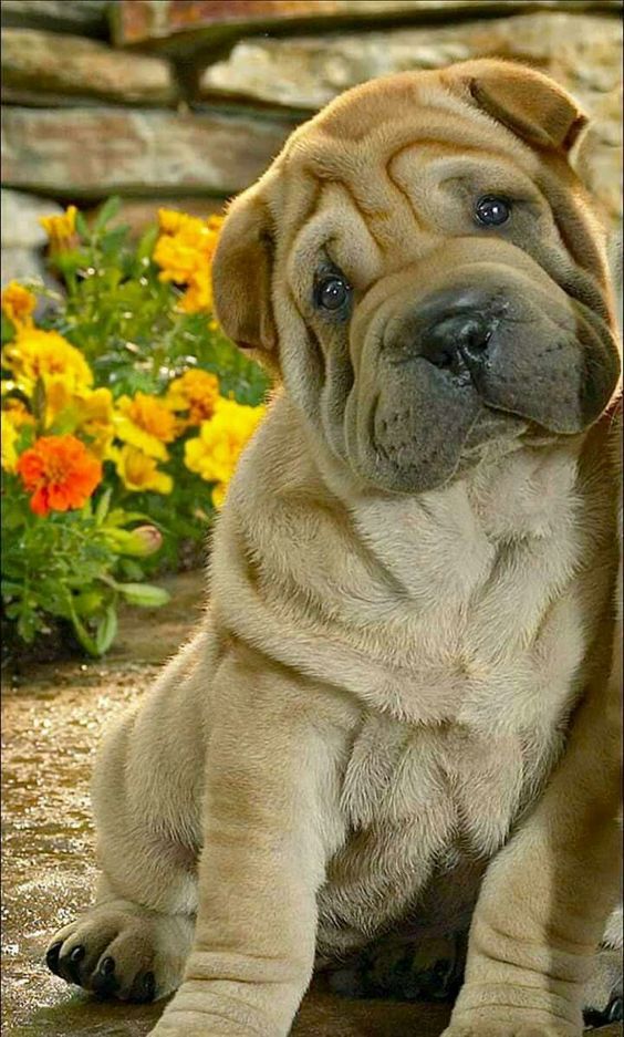 14 Friendly Facts About the SharPei PetPress