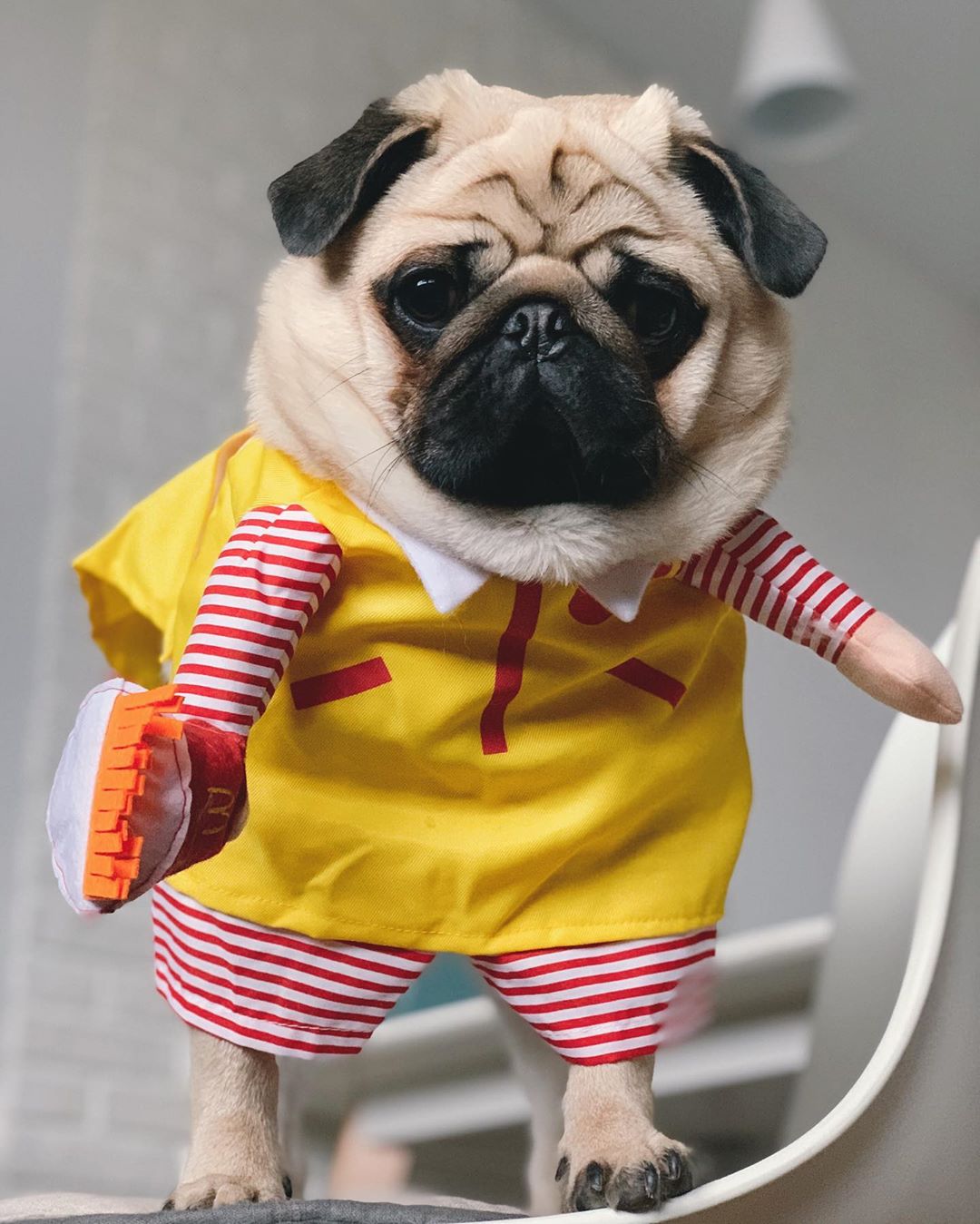 14 Super Cute Pug Pictures To Make Your Day PetPress