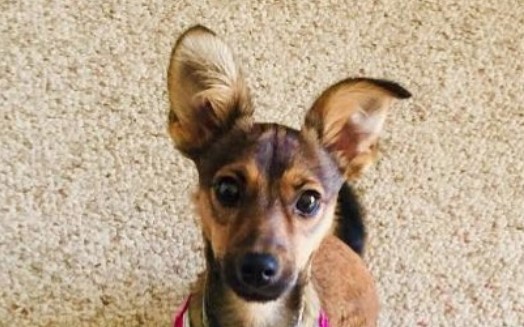 36 Miniature Pinscher Mix Breeds The Popular and