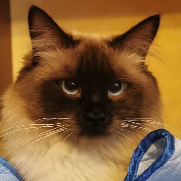Over 200 GenderNeutral Cat Name Ideas PetPress