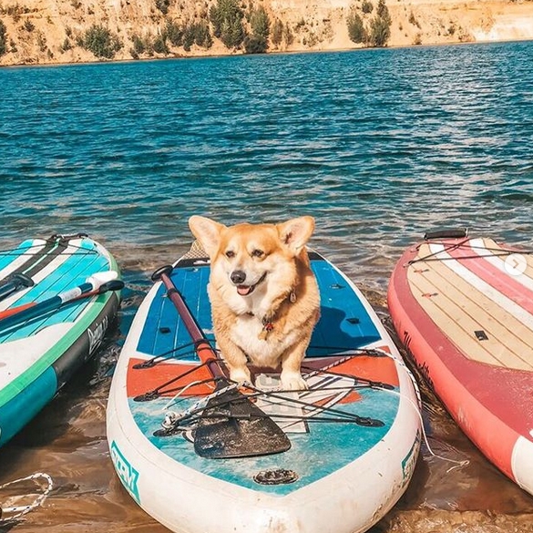 50 Hawaiian Dog Names Female Dog Names with Meanings